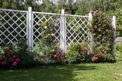 white garden trellis with roses