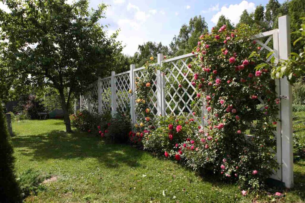 white trellis with colorful roses