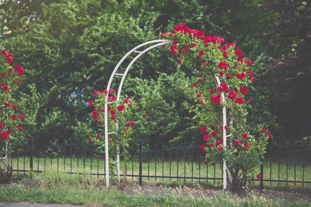 garden arch trellis with flowers