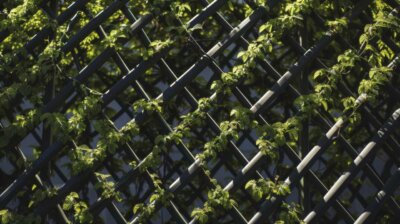 vines climbing up a trellis