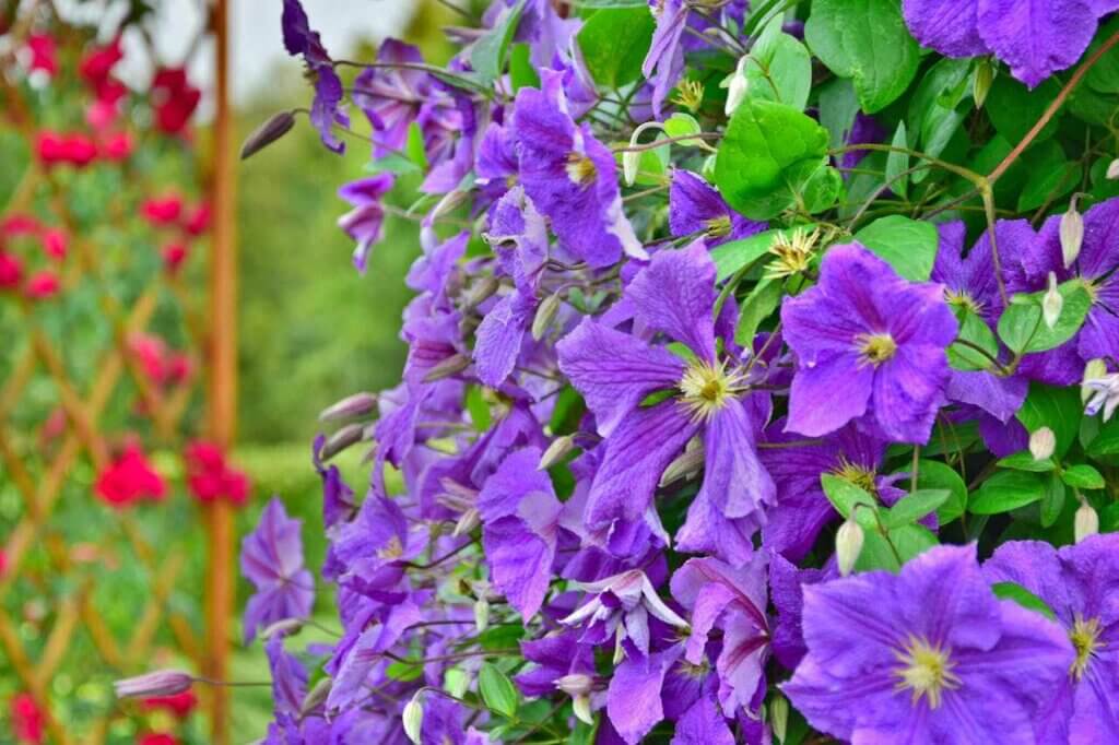 beautiful purple flowers climbing up a garden trellis