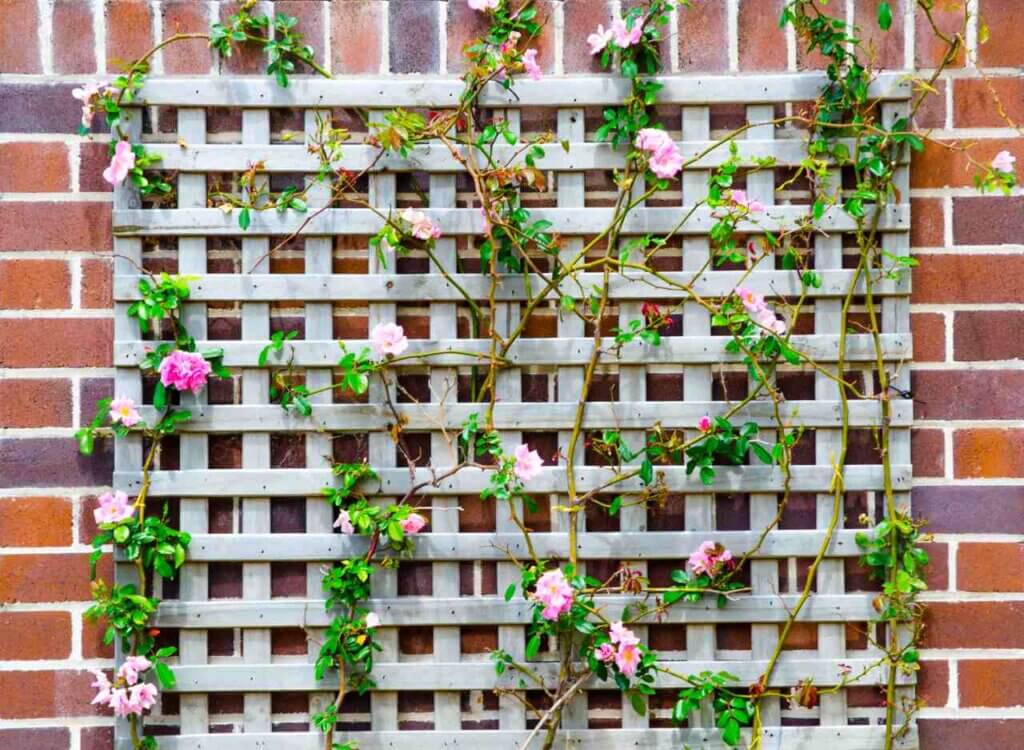 wood trellis attached to a brick wall with beautiful roses