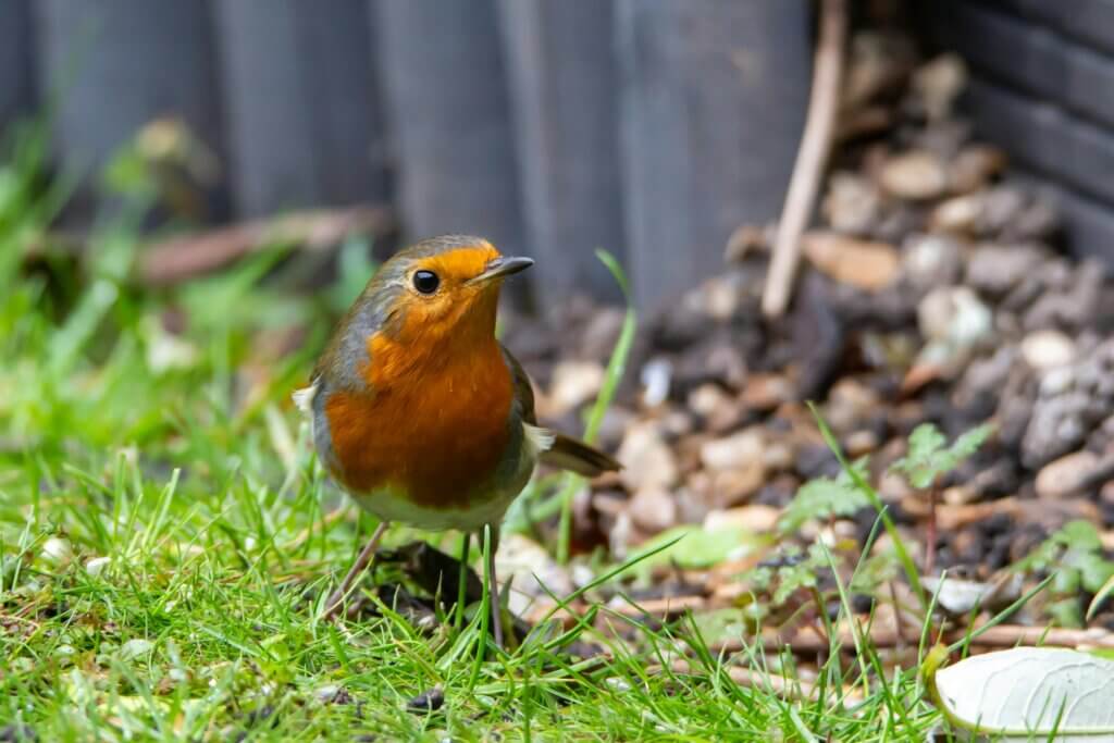 A robin standing on some grass in small garden