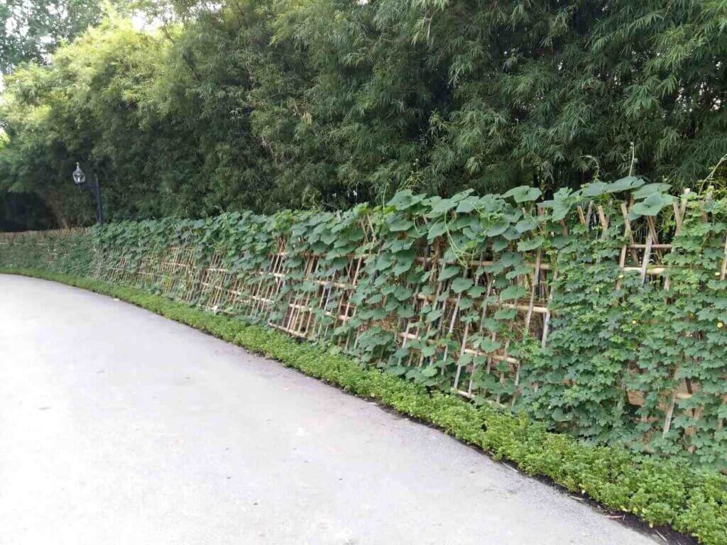 trellis made of bamboo with plants climbing on it