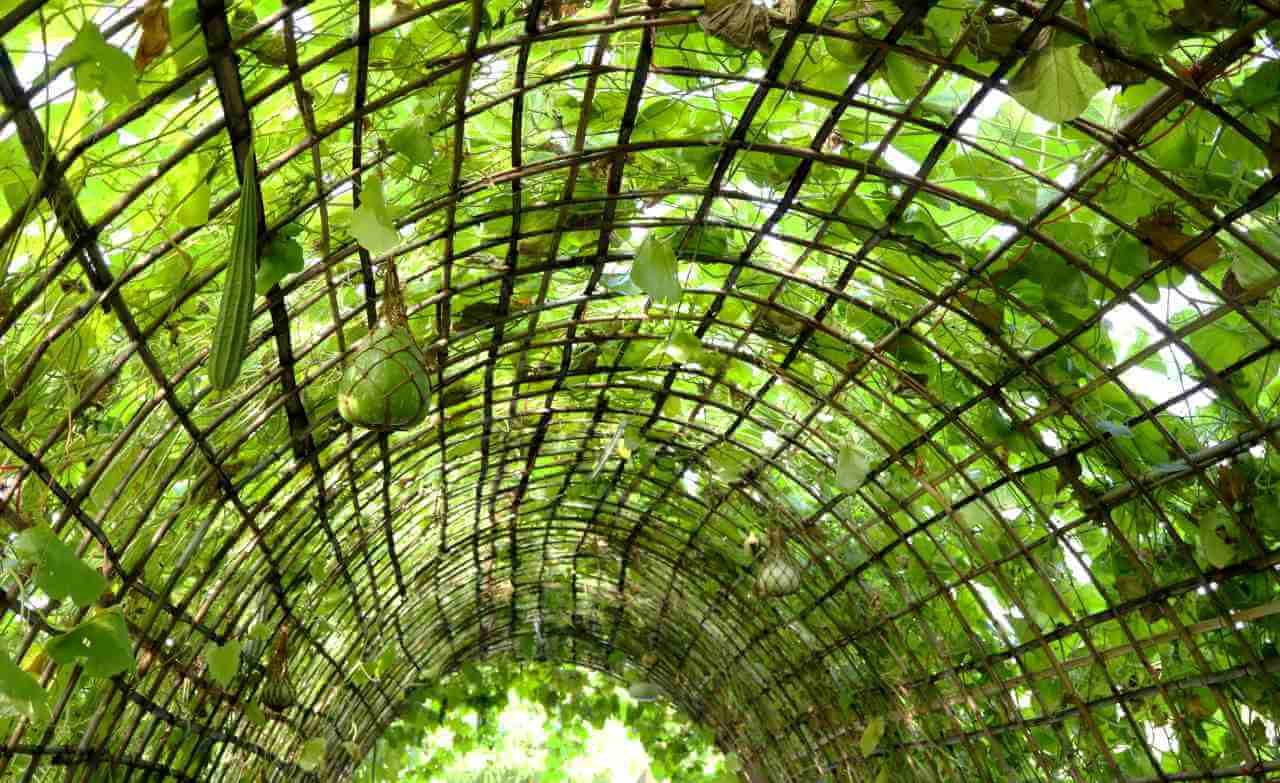 wooden trellis with plants climbing all over