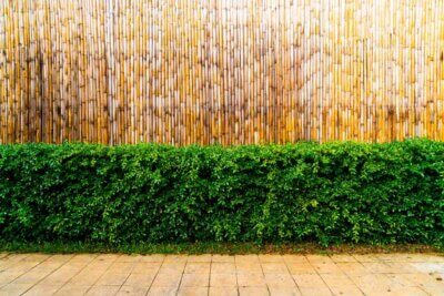 tall bamboo fence green plants in front