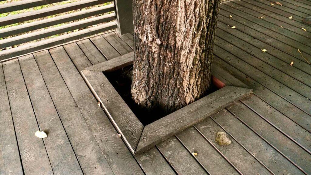 wooden deck built around a tree