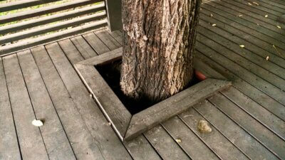 wooden deck built around a tree